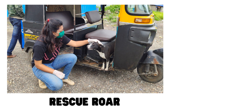Rescue Roar Campaign