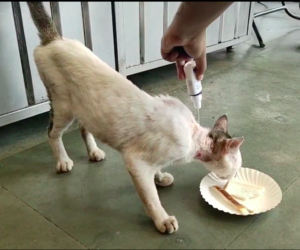 RescueRoar- How to rescue wounded cat
